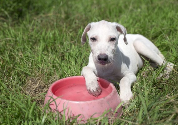 Confira dicas de cuidados com pets durante o verão