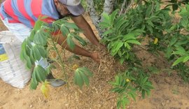 Agricultor familiar aumenta renda anual após utilizar plantio planejado