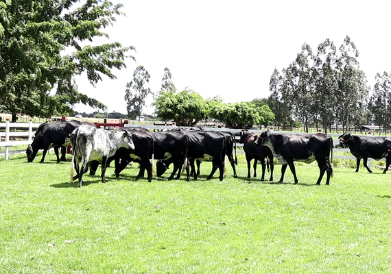Leilão Genética de Berço será destaque na 12ª edição da Expoalagoas Genética