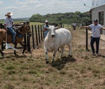 Nelore Santa Nazaré faz estreia na temporada de remates ao lado da Varrela Pecuária