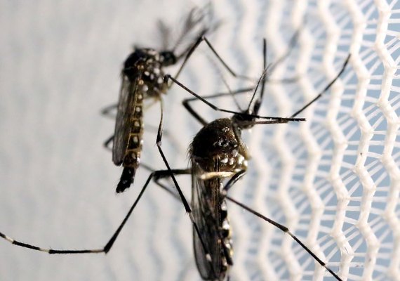 Casos de dengue aumentam 113,7% nos quatro primeiros meses de 2022