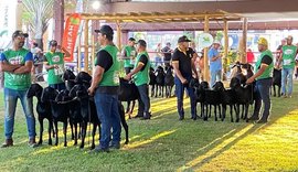 Expoagro/AL receberá Nacional da raça Santa Inês no Parque da Pecuária