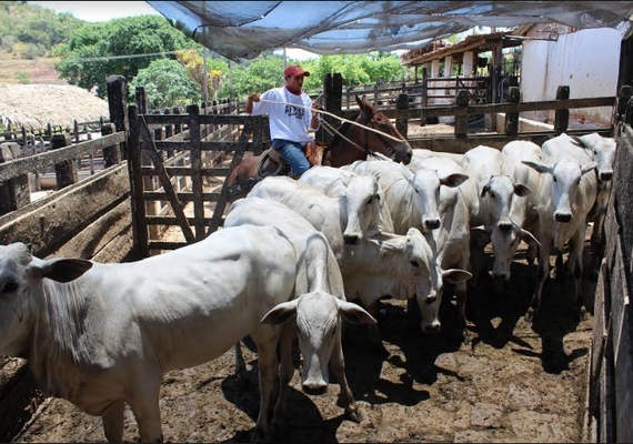 Campanha de vacinação contra a aftosa de 2018 é iniciada