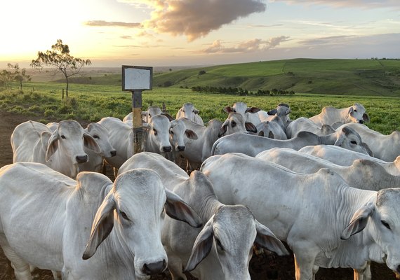 RB Agropecuária realiza 1° Leilão Brahman e Nelore em Alagoas