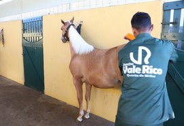 Leilão Vale Rico concentra o melhor da genética de vaquejada