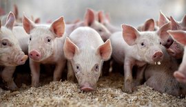 Modificação no DNA do porco pode prevenir doenças