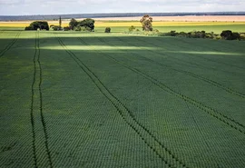 Em menos de quatro décadas, área destinada à soja cresce nove vezes