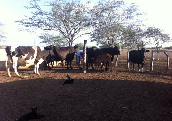Produtores enfrentam dificuldades na produção de leite  por conta da seca