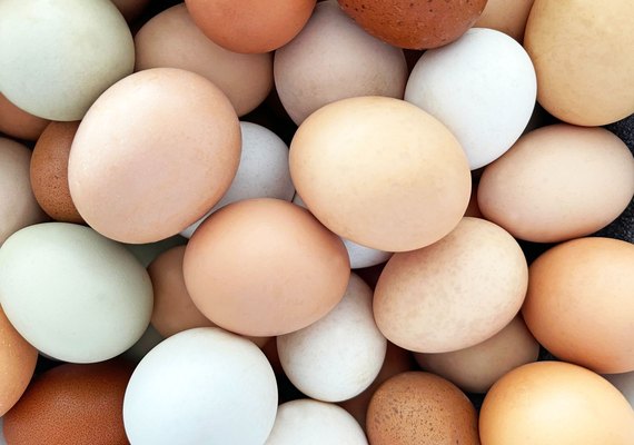 Manual da Embrapa fortalece inclusão de produtores familiares na cadeia de ovos