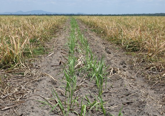 Meiosi inova o plantio de cana em AL