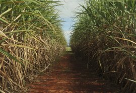 Sancionada lei que remunera produtor de cana por créditos do Renovabio