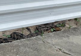 Polícia resgata jiboia de 2,3 metros em via pública em Jacarecica