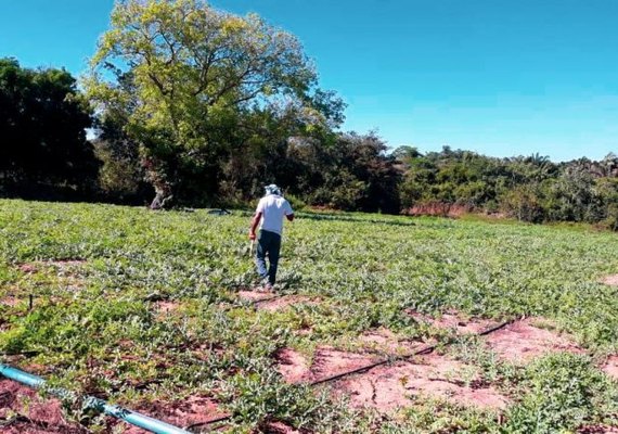 Programa Agronordeste gera empregos para 132,8 mil pessoas na Região