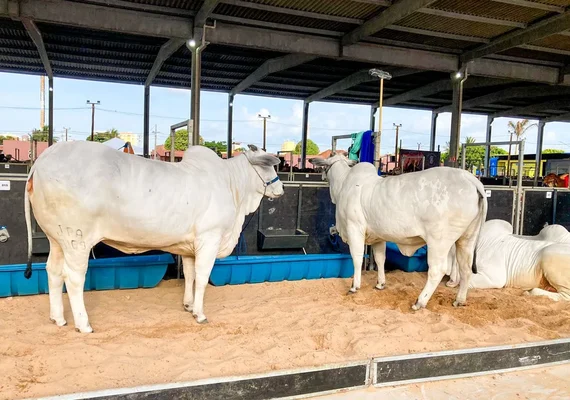 ACA confirma leilões e programação técnica da Expoagro-AL