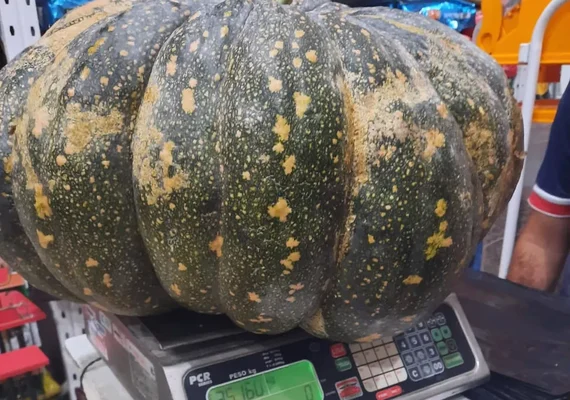 Jerimum 'gigante' de 35 quilos é  colhido em Limoeiro, no Agreste de Pernambuco