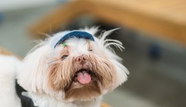 Mercado pet cresce 71% em AL e deve faturar R$ 77 bi