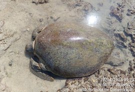 Vídeo: Tartaruga-verde presa em curral é resgatada na Ponta Verde