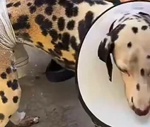 Homem põe fogo em residência e deixa cadela ferida no Santos Dumont