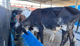 Expoagro-AL começa a receber animais no Parque da Pecuária em Maceió