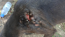 Cão comunitário é vítima de golpes de faca em condomínio de luxo em Maceió