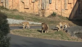 Onda de calor provoca morte de três leoas em zoológico do Japão