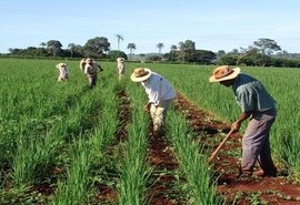 Produtos da agricultura familiar irão abastecer hospitais