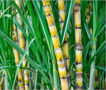 Fundepes gerencia maior programa de melhoramento genético da cana-de-açúcar do Brasil