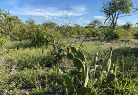 Parceria entre Embrapa e municípios realiza restauração e preservação da Caatinga em Alagoas