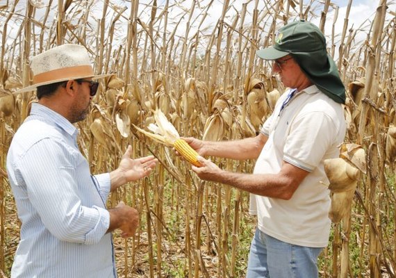 Seca reduz produção de milho e acende alerta para o agro nordestino
