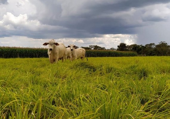 Integração lavoura-pecuária pode reduzir o uso de fertilizantes e mitigar impactos climáticos