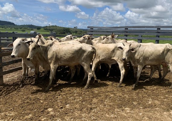 Adeal realiza vacinação assistida de bovinos contra aftosa no município de Pilar