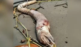 “Monstro marinho” é encontrado em praia de São Paulo; veja fotos