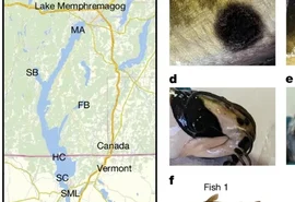 Cientistas descobrem câncer transmissível em peixes pela primeira vez