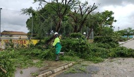 Saiba como solicitar poda de árvore de forma gratuita em Maceió