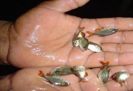 Secretaria de Meio Ambiente entrega 10 mil alevinos para produtores