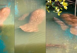Rio Tatuamunha registra nascimento de filhote de peixe-boi em Alagoas