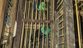 Homem é preso no Aeroporto Zumbi dos Palmares com 42 aves escondidas em mala