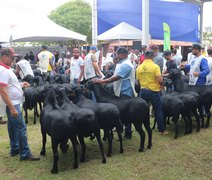 Leilão do Santa Inês oferta melhores da raça na sexta (28) da Expoagro Alagoas