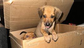Polícia Civil apura abandono de filhotes de cachorro em Maceió
