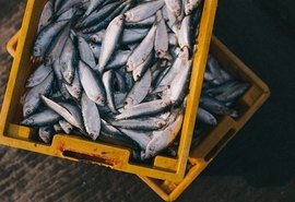 Desafios e perspectivas da aquicultura