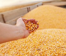 Conab aponta 268,2 MI na produção de grãos na safra 2021/22