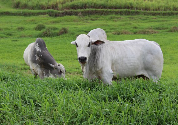 Tourama Estrelas do Norte será apresentada em Dia de Campo