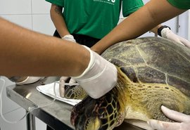 Tartaruga-verde é encontrada viva com sinais de violência em Maragogi