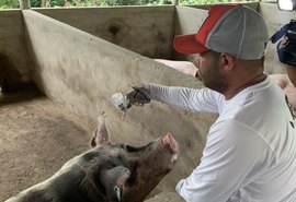 Alagoas vacina mais de 110 mil animais contra peste suína