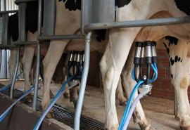 Crise do leite se aprofunda e Alagoas pode perder meio bilhão ao ano