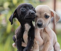 Feira de Adoção leva cães e gatos para a Rua Aberta neste domingo (10)