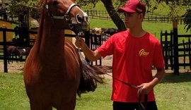 Alagoas Quarter Horse lançará garanhão de genética importada dos EUA