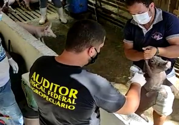Auditores agropecuários atuam em campanha de vacinação contra a Peste Suína Clássica em Alagoas