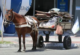 Comissão aprova criminalização do uso de veículos movidos a tração animal