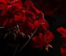 Eclipse solar total permite observar efeito curioso de mudança nas cores